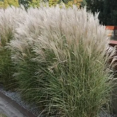 Мискантус КЛЯЙН СИЛЬБЕРСПАЙН китайский  в Осиповичах