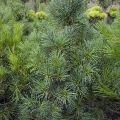 Сосна АРМАНДИ в Осиповичах