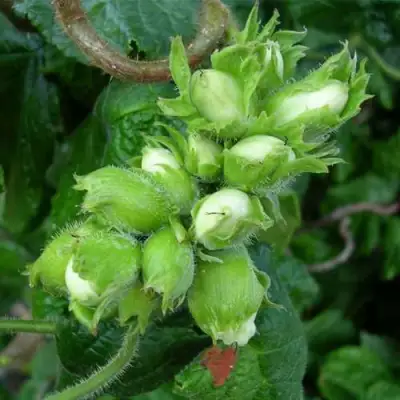 Фундук ВЕББА ЦЕННЫЙ в Осиповичах