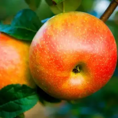 Яблоня АБРИКОСОВАЯ в Осиповичах