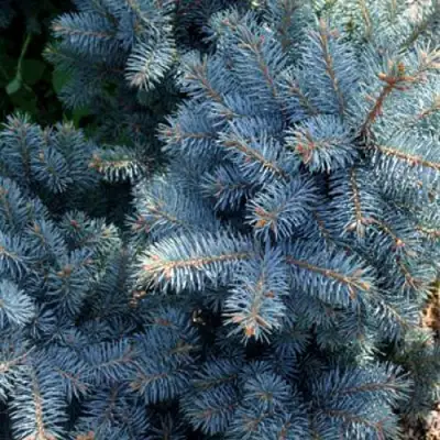 Ель МАДЖЕСТИК БЛЮ колючая в Осиповичах