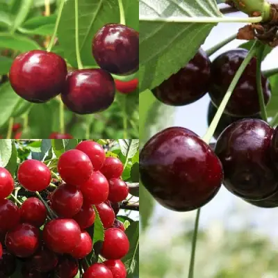 Комплект ВИШНЕВЫЙ САД в Осиповичах