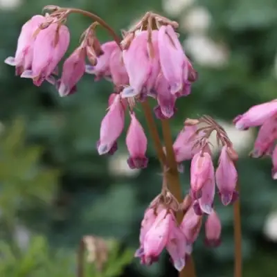 Дицентра изящная в Осиповичах
