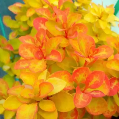 Барбарис САММЕР САНСЕТ тунберга в Осиповичах