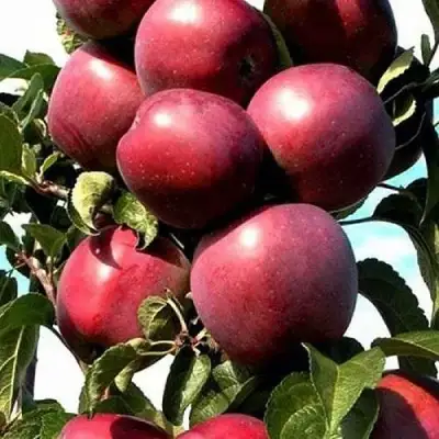 Яблоня СОЗВЕЗДИЕ колонновидная в Осиповичах