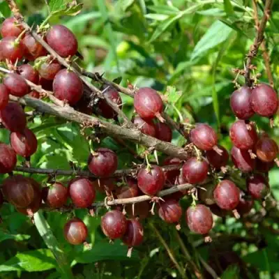 Крыжовник ОЛАВИ (ХИННОНМАЕН ПУНАЙНЕН) в Осиповичах