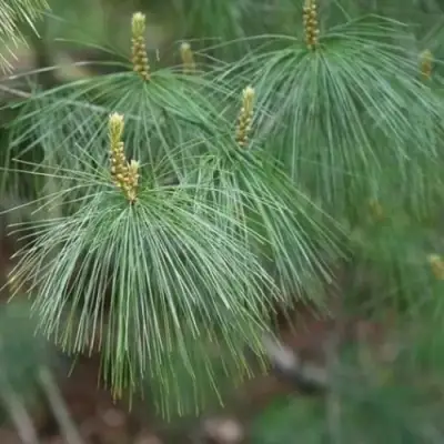 Сосна АРМАНДИ в Осиповичах
