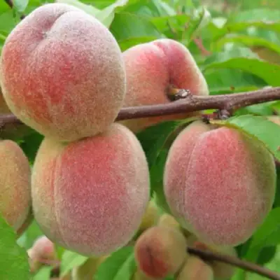 Персик ЕЛГАВСКИЙ в Осиповичах