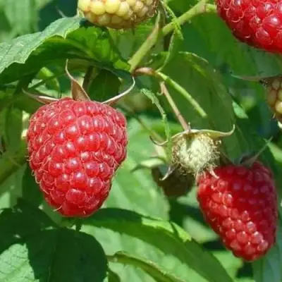 Малина ТАДМОР в Осиповичах