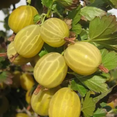 Крыжовник ЯРОВОЙ в Осиповичах