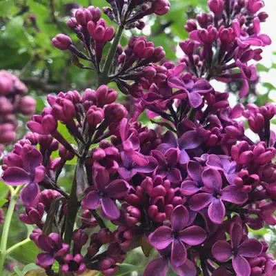 Сирень ЛЮДВИГ ШПЕТ в Осиповичах