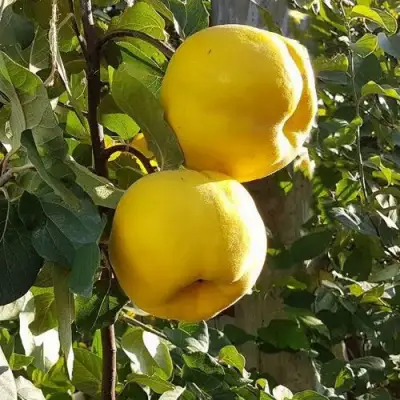 Айва МАРИЯ в Осиповичах