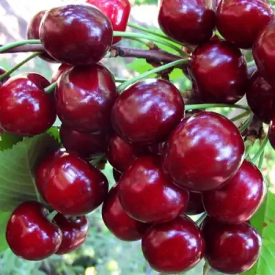 Вишня ЖУКОВСКАЯ в Осиповичах