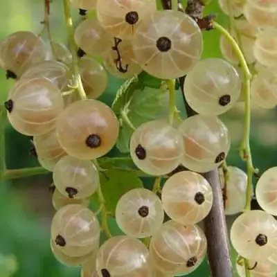 Смородина белая СМОЛЬЯНИНОВСКАЯ в Осиповичах