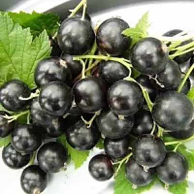 Смородина чёрная ТИТАНИЯ в Осиповичах