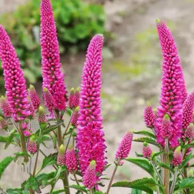 Вероника ФЕРСТ ЛАВ длиннолистная в Осиповичах