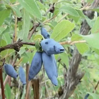 Жимолость съедобная ПУШКИНСКАЯ в Осиповичах