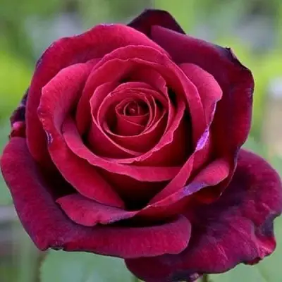 Роза ПАПА МЕЙЯН чайно-гибридная в Осиповичах