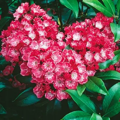 Кальмия КАРДИНАЛ в Осиповичах