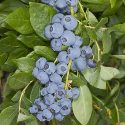 Голубика ЛИБЕРТИ в Осиповичах