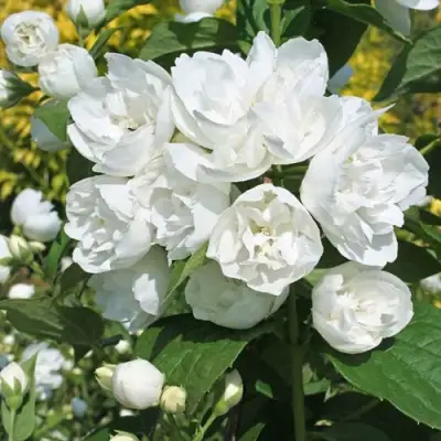 Жасмин махровый в Осиповичах