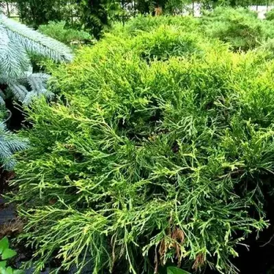 Кипарисовик ФИЛИФЕРА АУРЕА ВАРИЕГАТТА горохоплодный в Осиповичах