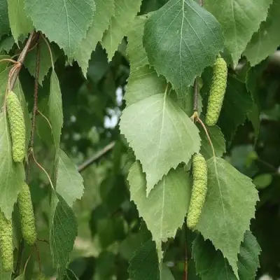 Береза бородавчатая в Осиповичах