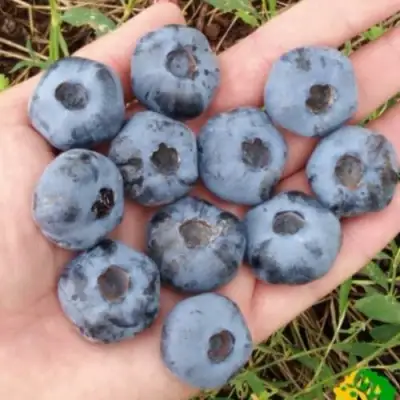 Голубика ЧАНДЛЕР в Осиповичах