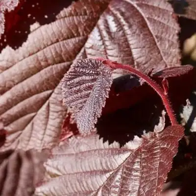 Фундук СИРЕНА в Осиповичах