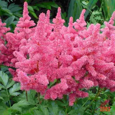 Астильба БОНН японская в Осиповичах