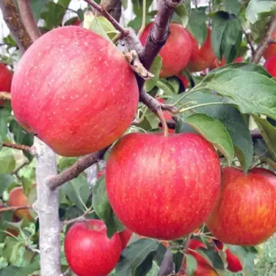 Яблоня ЖЕНЕВА (ЖЕНЕВА ЭРЛИ) в Осиповичах