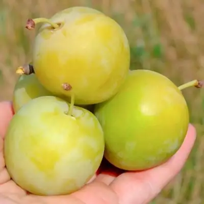 Слива РЕНКЛОД ранний в Осиповичах