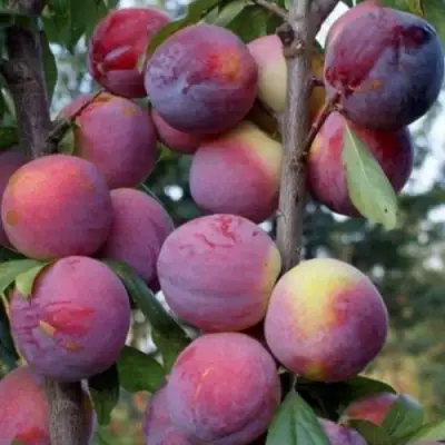 Слива ИМПЕРИАЛ колонновидная в Осиповичах