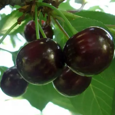 Дюк КСЕНИЯ (ЧЕРЕВИШНЯ) в Осиповичах