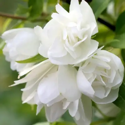 Жасмин МАНТО Д’ЭРМИН в Осиповичах