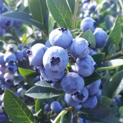 саженцы голубики