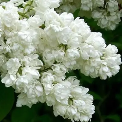 Сирень ПАМЯТЬ О КОЛЕСНИКОВЕ в Осиповичах