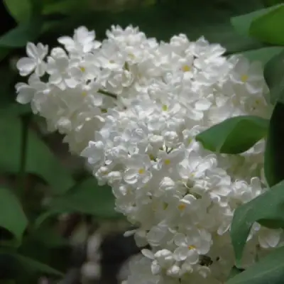 Сирень РУССКИЙ СЕВЕР в Осиповичах