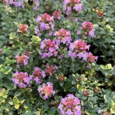 Тимьян ДОННА ВАЛЕЙ лимоннопахнущий в Осиповичах