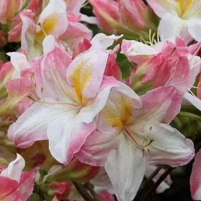 Азалия САТОМИ японская в Осиповичах