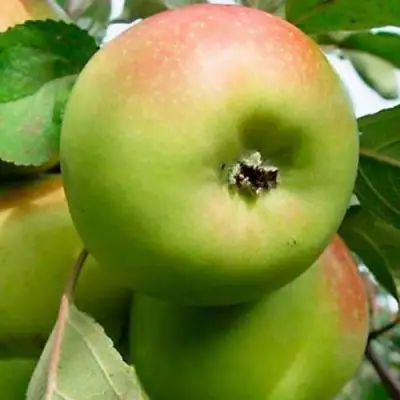 Яблоня БРАТ ЧУДНОГО стелющаяся в Осиповичах