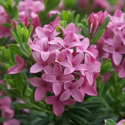 Волчеягодник КОЛЛИНА ГАРАЛЕНС в Осиповичах