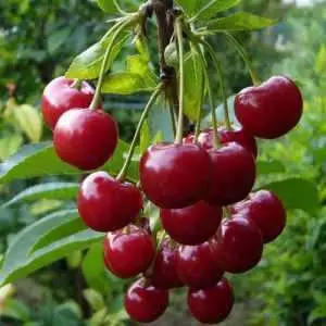 Дюк ФАКЕЛ в Осиповичах