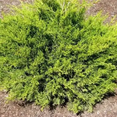 Можжевельник ИЗАБЕЛИН китайский в Осиповичах