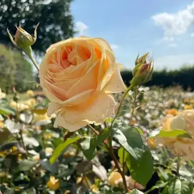 Роза КЕНДЛАЙТ чайно-гибридная в Осиповичах