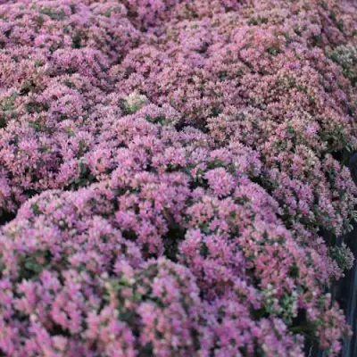 Очиток (седум) САНСПАРКЛЕР ЛАЙМ ЗИНГЕР в Осиповичах