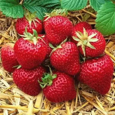 Клубника ХОНЕЙ в Осиповичах