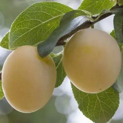 Слива УТРО в Осиповичах