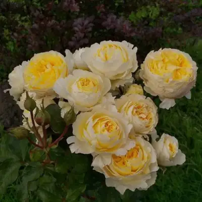 Роза БЕАТРИС английская в Осиповичах