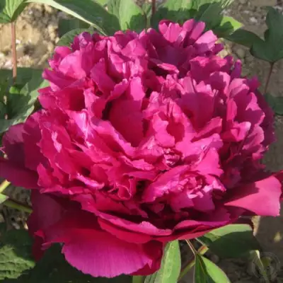 Пион ТАЙНАЯ СТРАСТЬ древовидный в Осиповичах